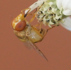 Copestylum sexmaculatum