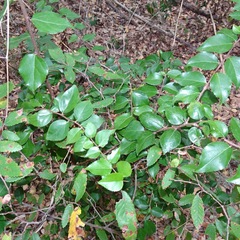Xylosma