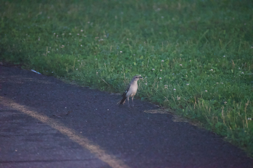 Northern Mockingbird