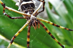 Argiope argentata