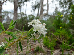 Pimelea stricta