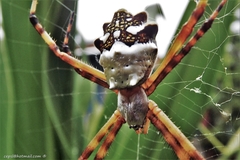 Argiope argentata