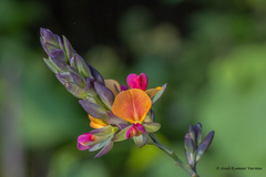 Alysicarpus sanjappae