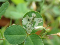 Liriomyza fricki
