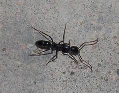 Leptogenys intermedia