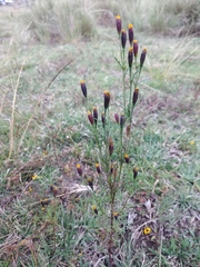 Tagetes coronopifolia