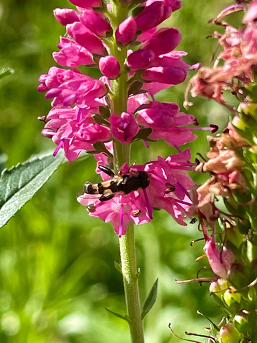 Unknown species found near Natrona County, US-WY, US