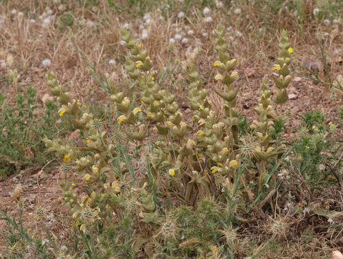 Phlomis crinita, photograph 3