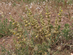 Phlomis crinita, photograph (c) Joey Bom, some rights reserved (CC BY)