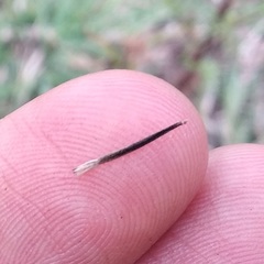 Tagetes coronopifolia