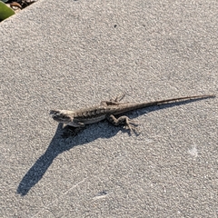 Sceloporus occidentalis