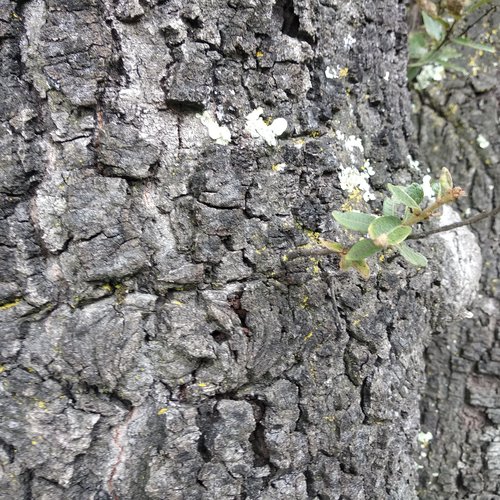 Quercus crassipes
