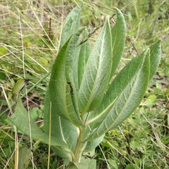 Asclepias notha