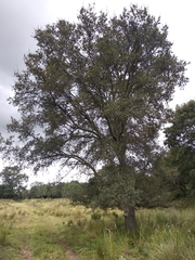 Quercus crassipes