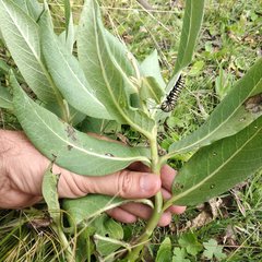 Asclepias notha