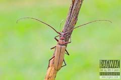 Aegolipton marginale