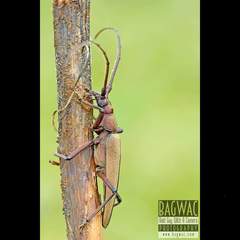 Aegolipton marginale