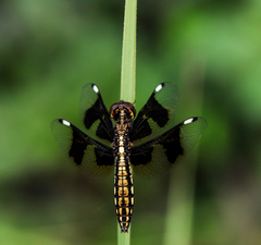 Palpopleura