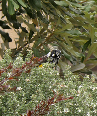 Phylidonyris novaehollandiae