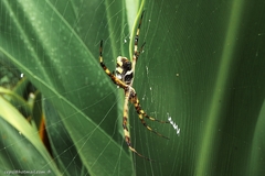 Argiope argentata