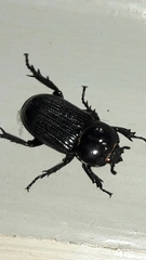 Phileurini