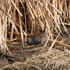 Porzana fluminea