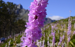 Watsonia marginata