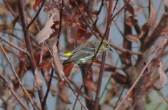 Setophaga coronata