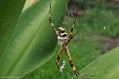 Argiope argentata