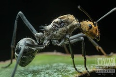 Polyrhachis sexspinosa