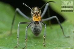 Polyrhachis sexspinosa