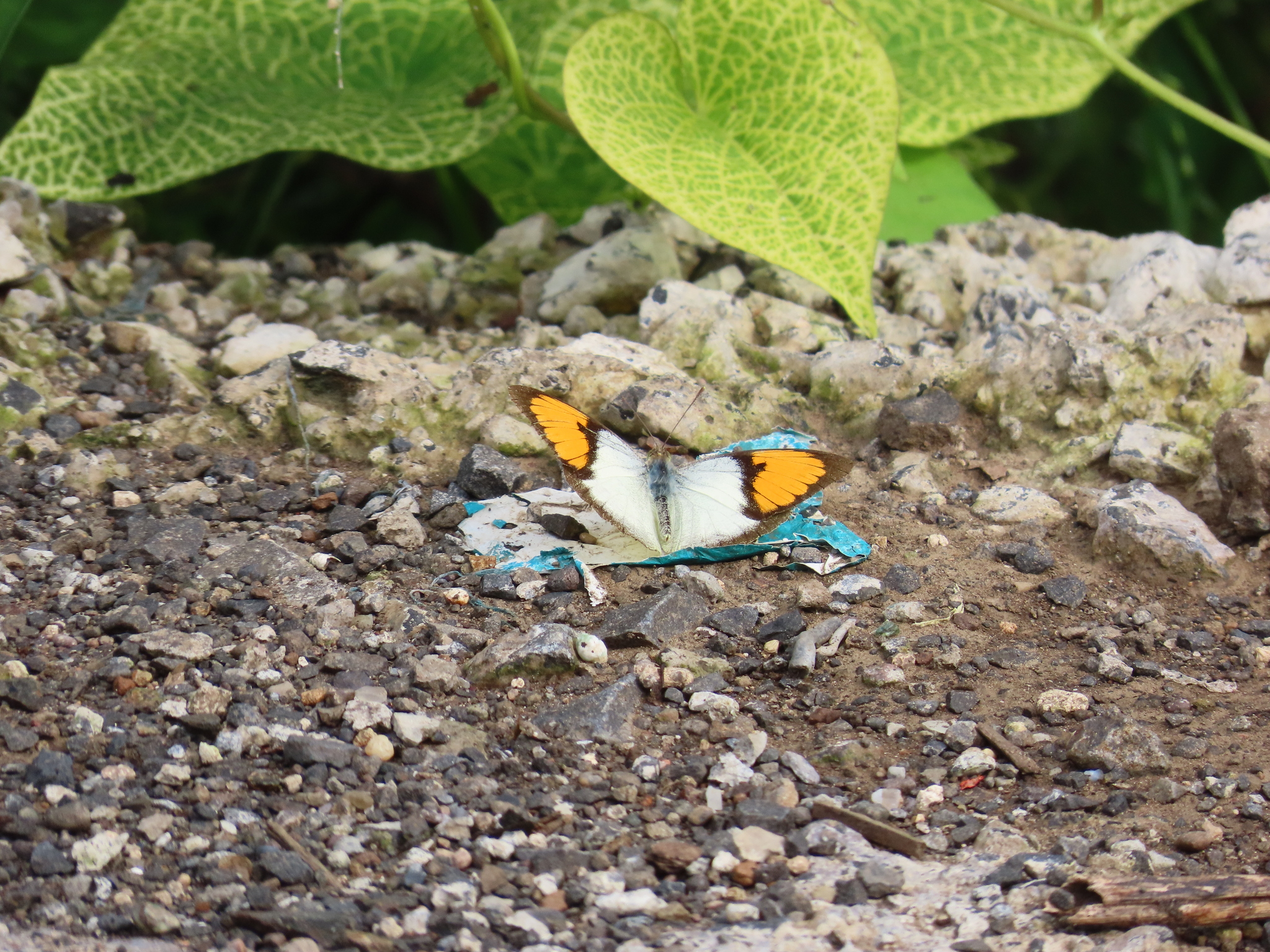 White Orange-Tip