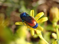Stilbum