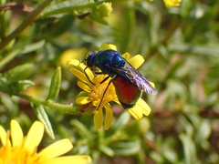 Stilbum