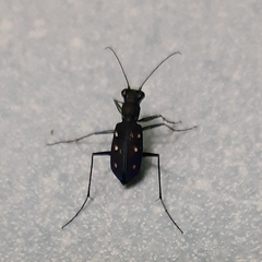 Cicindela flavomaculata