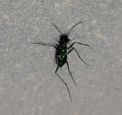 Cicindela flavomaculata