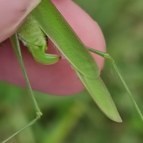 Sickle-bearing Bush-cricket, 3737 MP Groenekan, Nederland, photo 7 of 10