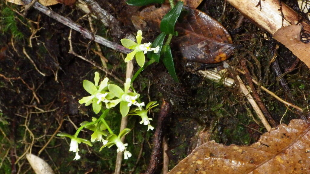 Epidendrum