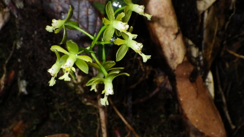 Epidendrum pumilum Rolfe 2