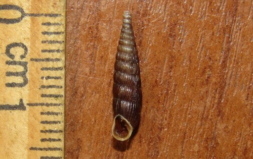 Clausilia pumila observed 2025-07-20