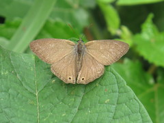 Paryphthimoides poltys