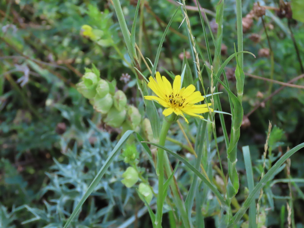 Goat's-beard