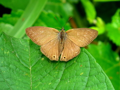 Paryphthimoides poltys