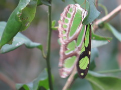 Philaethria wernickei