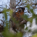 Big Cypress Fox Squirrel - Photo (c) Matthew Paulson, some rights reserved (CC BY-NC-ND)