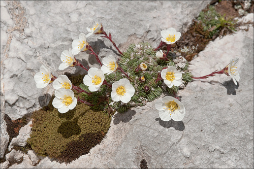 Saxifraga burseriana L.
