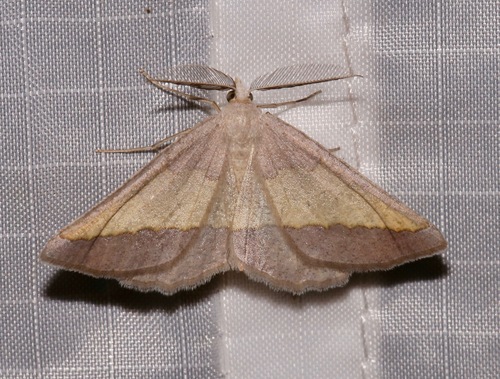 Lychnosea helveolaria