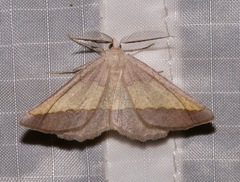 Lychnosea helveolaria