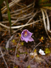Thelymitra × dentata