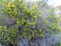 Wiborgiella